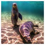 Nástenný poznámkový kalendár 2026 Ohrozené druhy