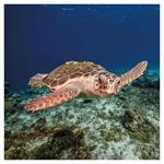 Nástenný poznámkový kalendár 2026 Ohrozené druhy