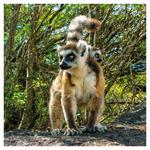 Nástenný poznámkový kalendár 2026 Ohrozené druhy