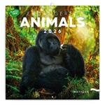 Nástenný poznámkový kalendár 2026 Ohrozené druhy