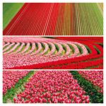 Nástenný poznámkový kalendár 2026 Paleta