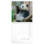 Nástenný poznámkový kalendár 2026 Pandy