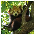 Nástenný poznámkový kalendár 2026 Pandy