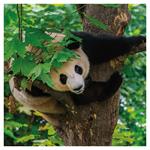 Nástenný poznámkový kalendár 2026 Pandy