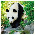 Nástenný poznámkový kalendár 2026 Pandy