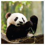 Nástenný poznámkový kalendár 2026 Pandy