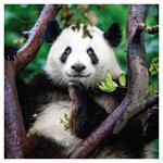 Nástenný poznámkový kalendár 2026 Pandy