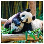 Nástenný poznámkový kalendár 2026 Pandy