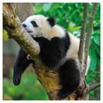 Nástenný poznámkový kalendár 2026 Pandy