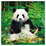 Nástenný poznámkový kalendár 2026 Pandy