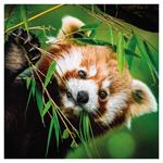 Nástenný poznámkový kalendár 2026 Pandy