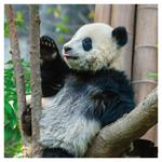 Nástenný poznámkový kalendár 2026 Pandy