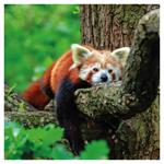 Nástenný poznámkový kalendár 2026 Pandy