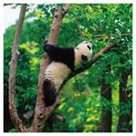 Nástenný poznámkový kalendár 2026 Pandy