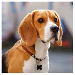 Nástenný poznámkový kalendár 2026 Psy