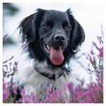 Nástenný poznámkový kalendár 2026 Psy