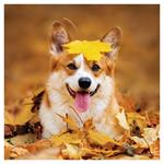 Nástenný poznámkový kalendár 2026 Psy