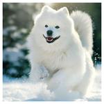 Nástenný poznámkový kalendár 2026 Psy