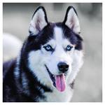 Nástenný poznámkový kalendár 2026 Psy