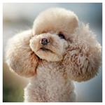 Nástenný poznámkový kalendár 2026 Psy