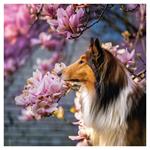 Nástenný poznámkový kalendár 2026 Psy