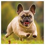 Nástenný poznámkový kalendár 2026 Psy