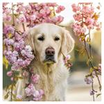 Nástenný poznámkový kalendár 2026 Psy