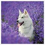 Nástenný poznámkový kalendár 2026 Psy