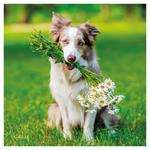 Nástenný poznámkový kalendár 2026 Psy