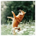 Nástenný poznámkový kalendár 2026 Psy