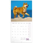 Nástenný poznámkový kalendár 2026 Šteňatá