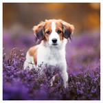 Nástenný poznámkový kalendár 2026 Šteňatá