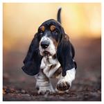 Nástenný poznámkový kalendár 2026 Šteňatá