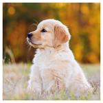 Nástenný poznámkový kalendár 2026 Šteňatá