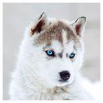 Nástenný poznámkový kalendár 2026 Šteňatá