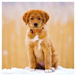 Nástenný poznámkový kalendár 2026 Šteňatá