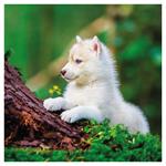 Nástenný poznámkový kalendár 2026 Šteňatá