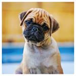 Nástenný poznámkový kalendár 2026 Šteňatá