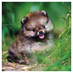 Nástenný poznámkový kalendár 2026 Šteňatá