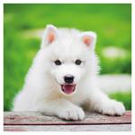 Nástenný poznámkový kalendár 2026 Šteňatá