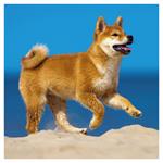 Nástenný poznámkový kalendár 2026 Šteňatá