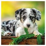 Nástenný poznámkový kalendár 2026 Šteňatá