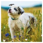 Nástenný poznámkový kalendár 2026 Šteňatá