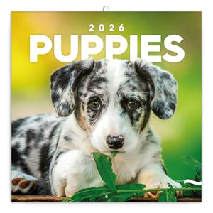 Nástenný poznámkový kalendár 2026 Šteňatá
