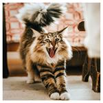 Nástenný poznámkový kalendár 2026 Úsmev, prosím