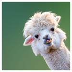 Nástenný poznámkový kalendár 2026 Úsmev, prosím