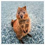 Nástenný poznámkový kalendár 2026 Úsmev, prosím