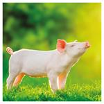 Nástenný poznámkový kalendár 2026 Úsmev, prosím