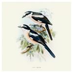 Nástenný poznámkový kalendár 2026 Vtáčiky