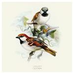 Nástenný poznámkový kalendár 2026 Vtáčiky